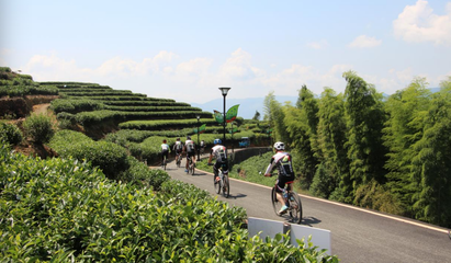 骑行寻茶香 柘荣岭后茶村的别样观光体验