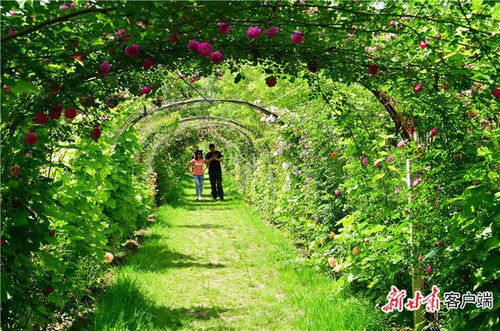 庆阳“一工程一行动” 为生态建设加码 打造休闲观光新标杆