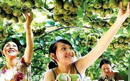 从田野到风景 农业园区向休闲旅游景区转型升级的路径探索