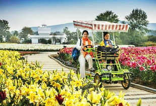 重阳佳节游嵖岈，百合温泉醉金秋——驻马店嵖岈山温泉小镇七彩百合园重阳月惠游活动正式启动
